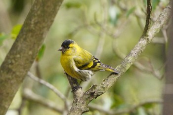 2022年3月20日(日) 西湖野鳥の森公園の野鳥観察記録