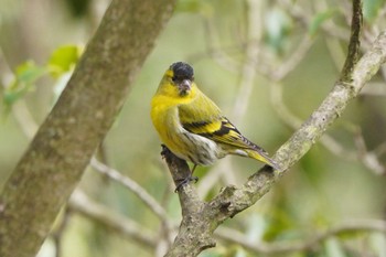 マヒワ 西湖野鳥の森公園 2022年3月20日(日)