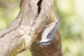 ゴジュウカラ 西湖野鳥の森公園 2022年3月20日(日)