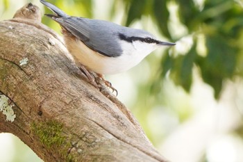 ゴジュウカラ 西湖野鳥の森公園 2022年3月20日(日)