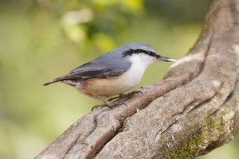 ゴジュウカラ 西湖野鳥の森公園 2022年3月20日(日)