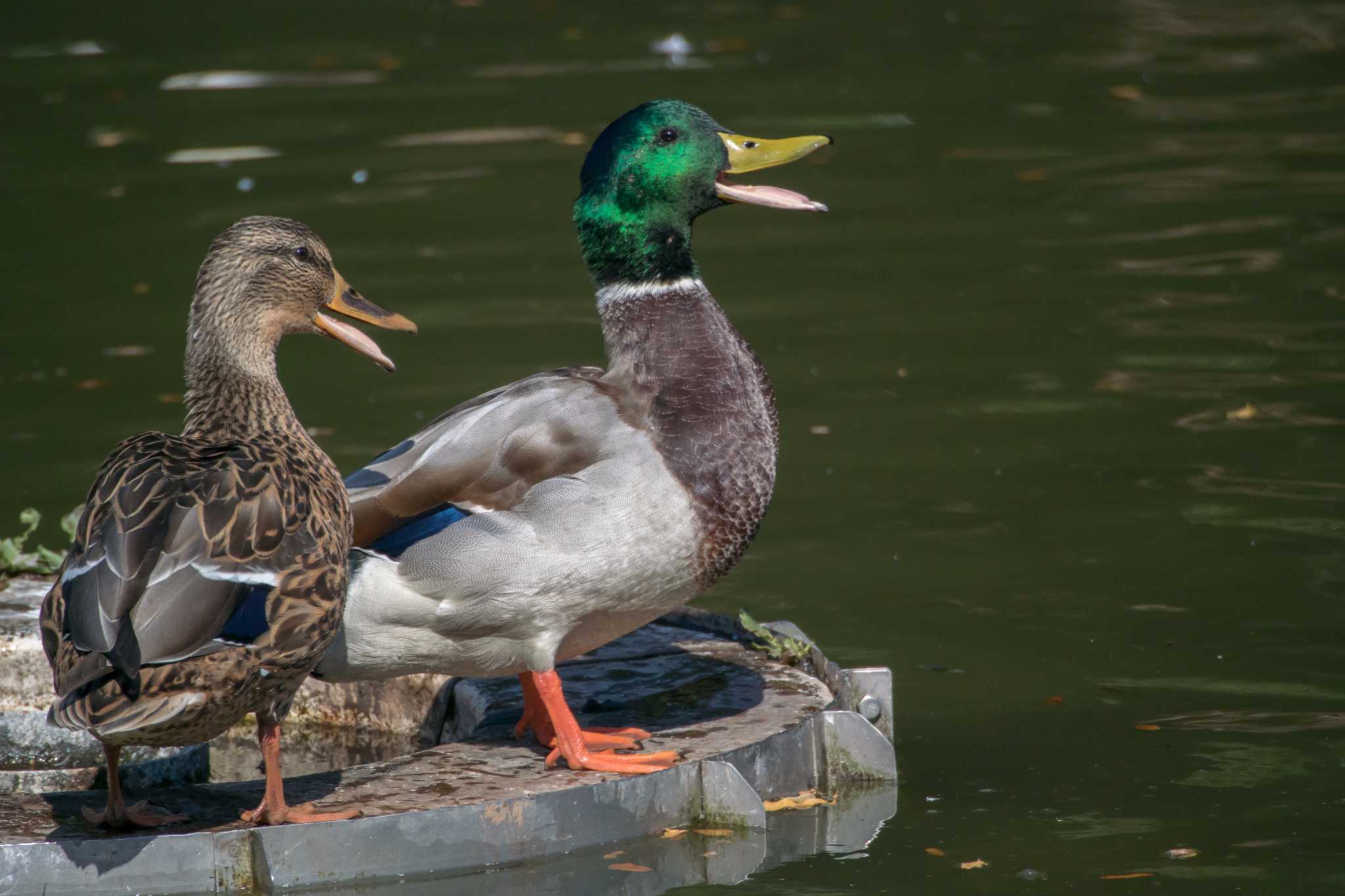 明石公園 マガモの写真 by ときのたまお