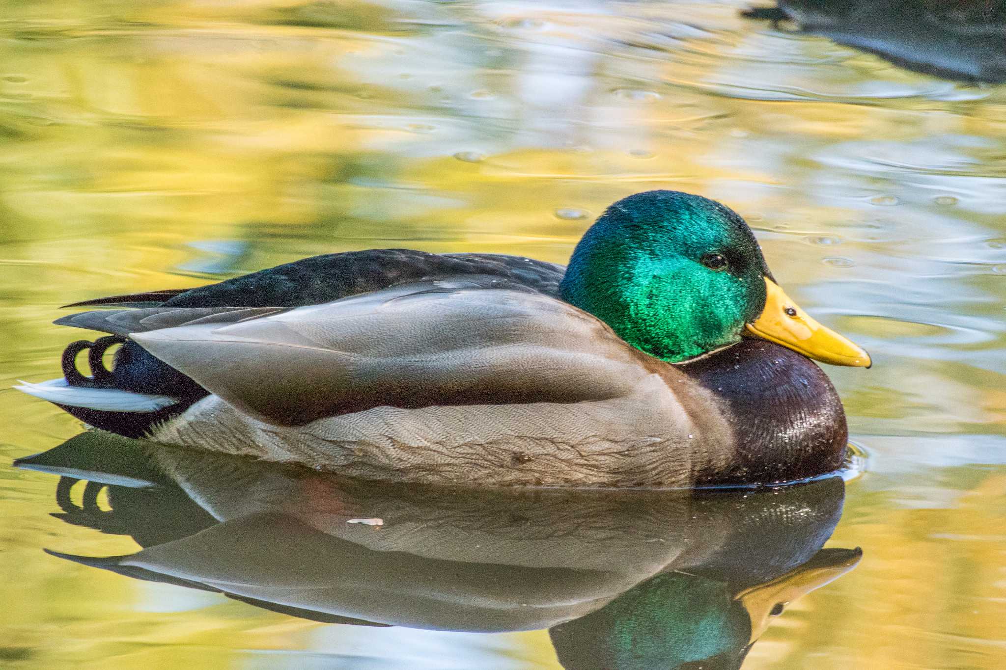 明石公園 マガモの写真 by ときのたまお