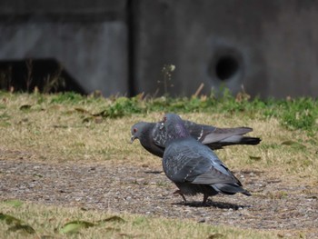 カワラバト 南部丘陵公園 2022年3月20日(日)