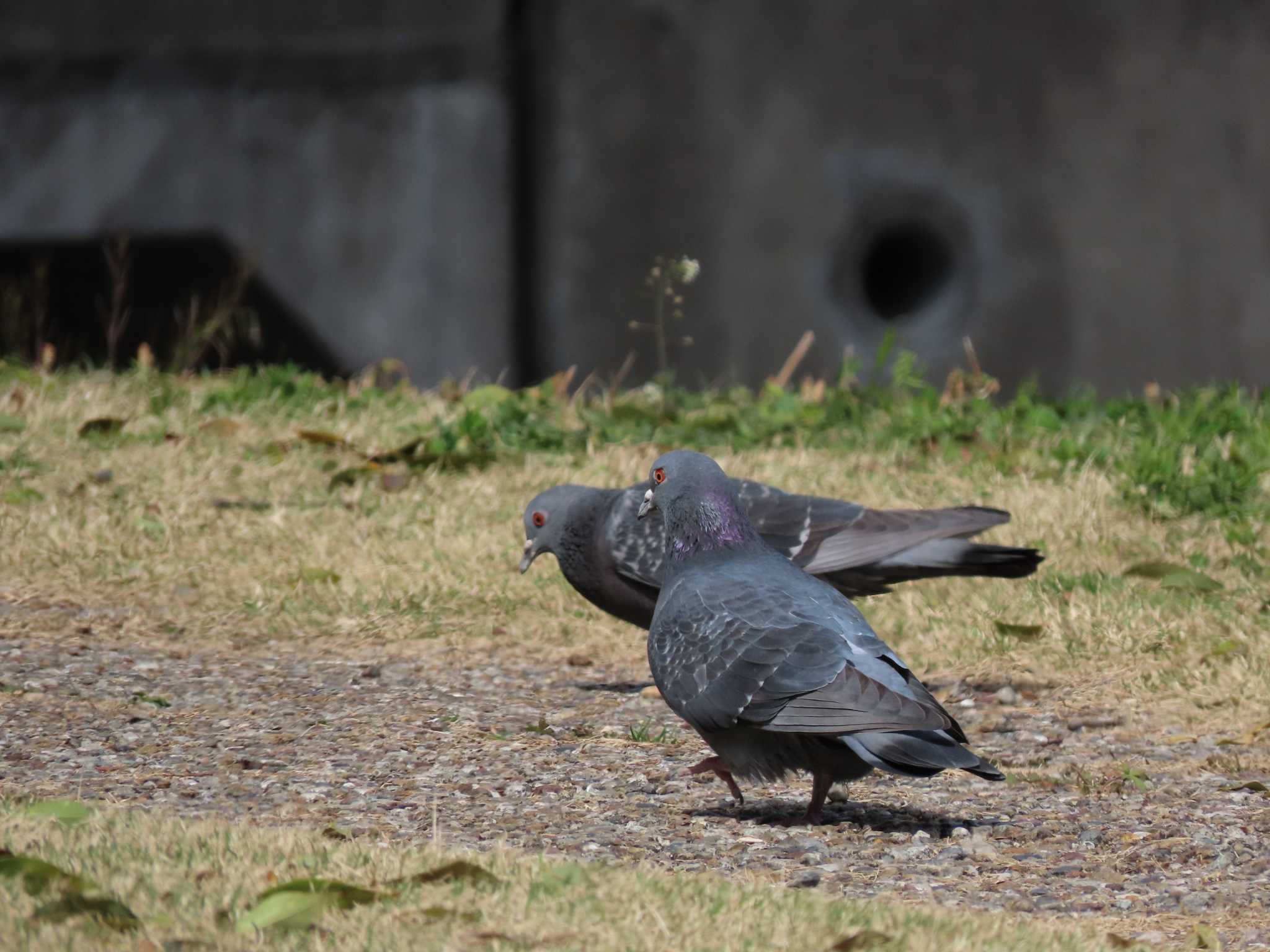 Photo of Rock Dove at 南部丘陵公園 by sword-fish8240