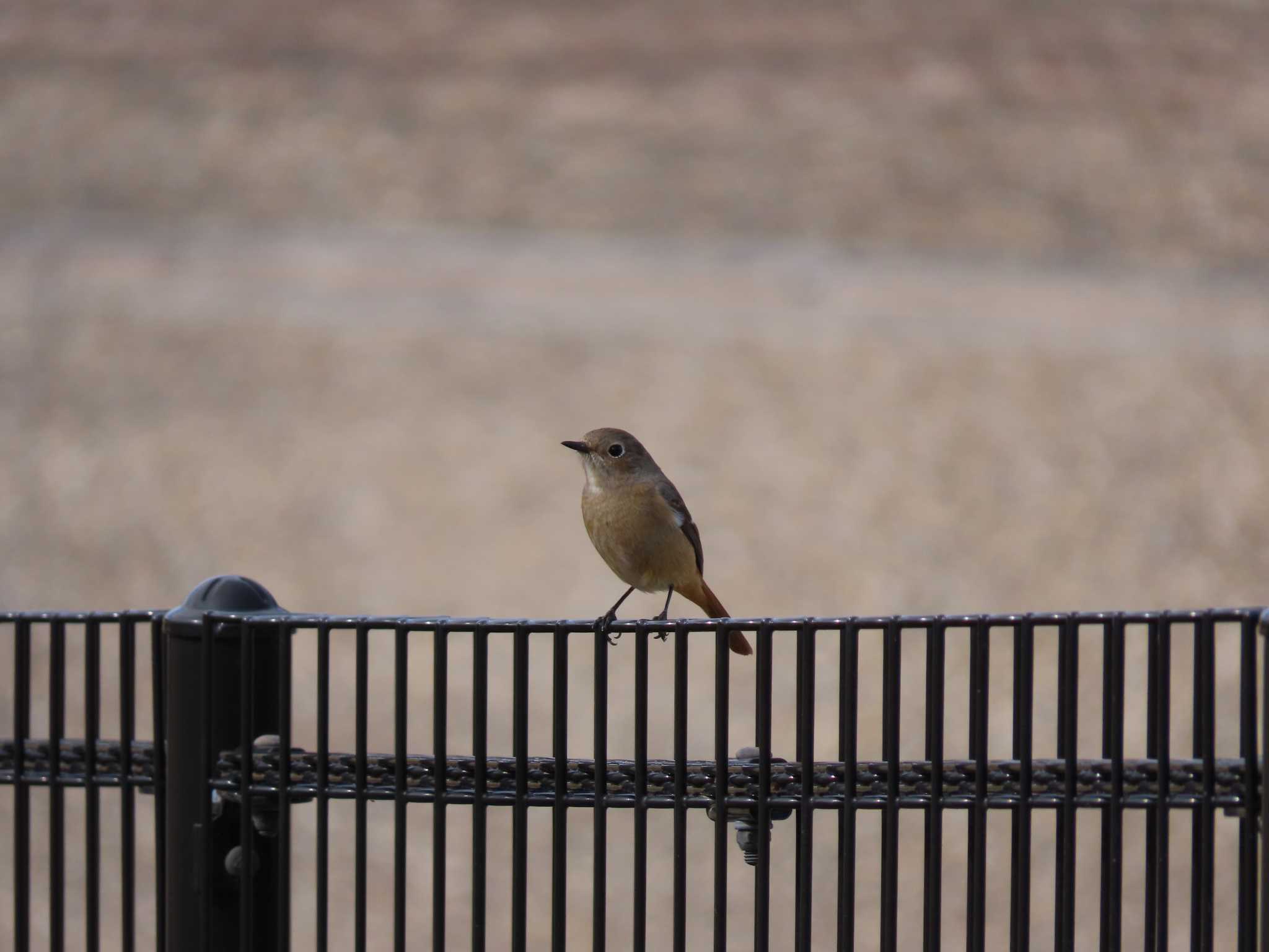 Daurian Redstart