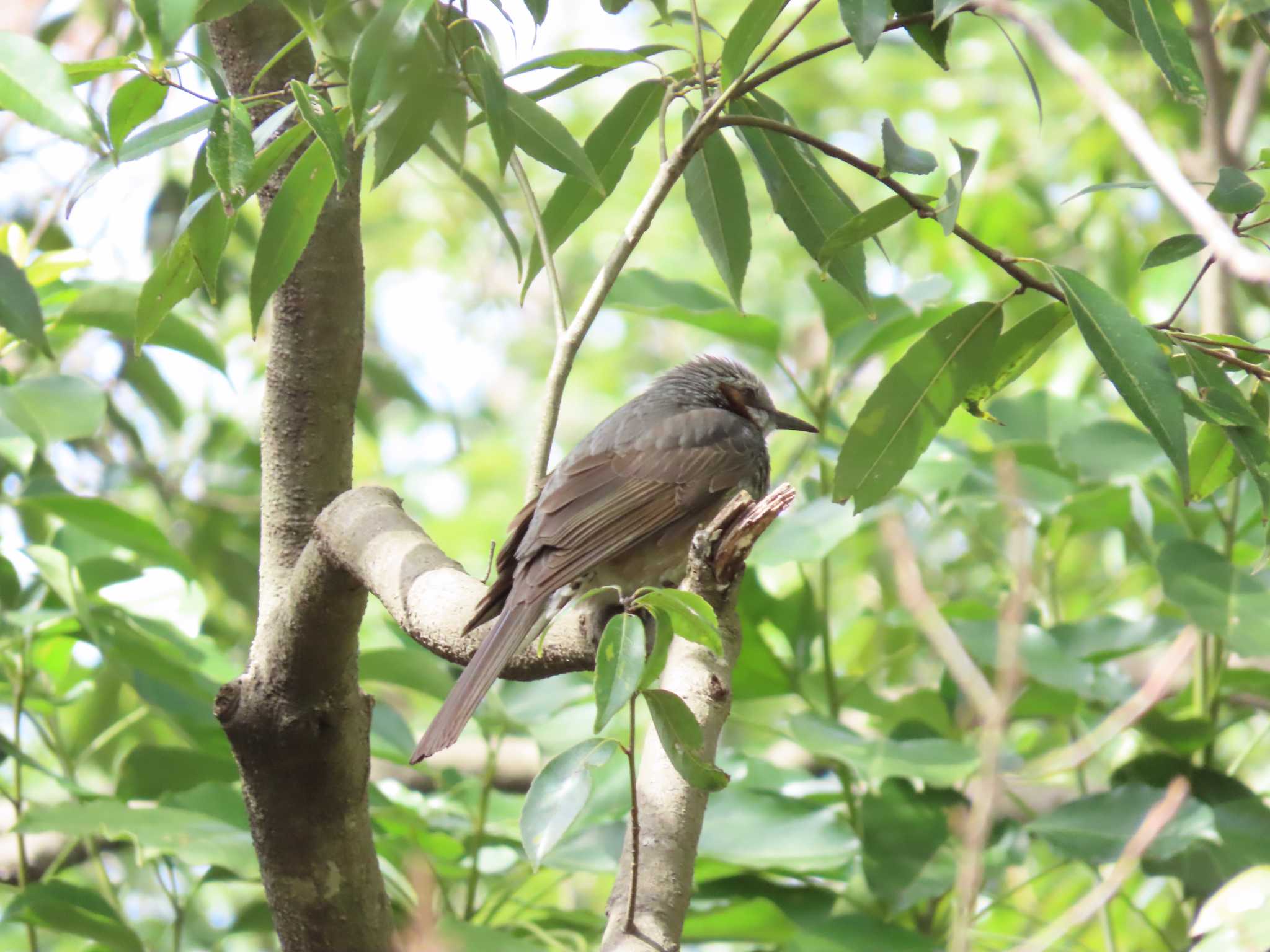 Brown-eared Bulbul