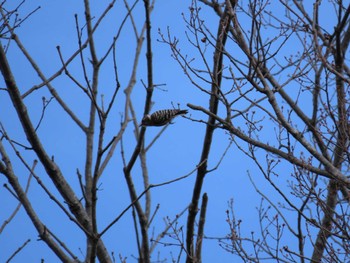 2022年3月20日(日) 南部丘陵公園の野鳥観察記録