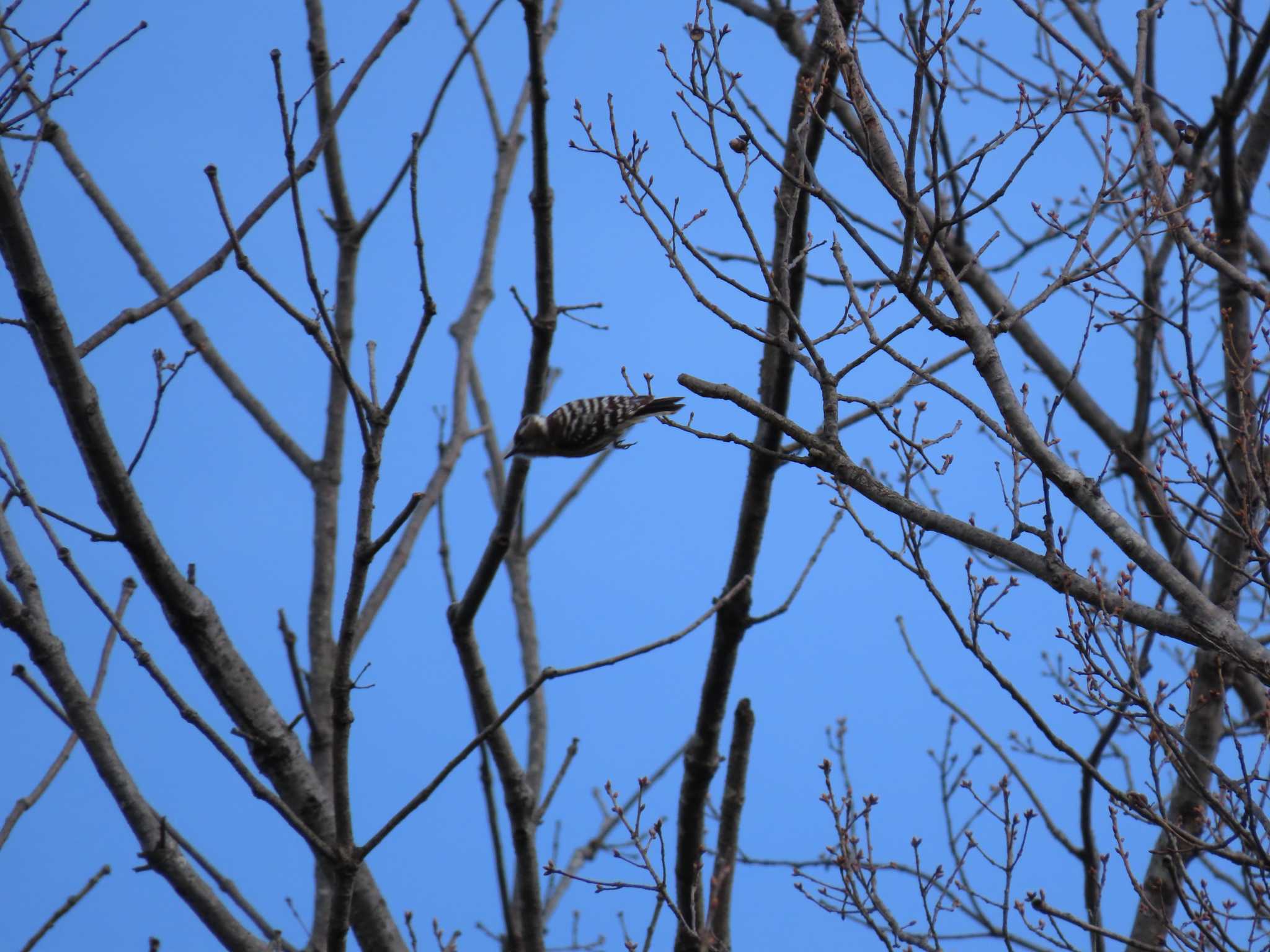 Japanese Pygmy Woodpecker