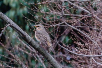 2022年3月19日(土) 堺市の野鳥観察記録