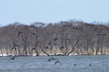 マガモ ウトナイ湖 2022年3月20日(日)