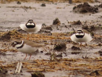 2022年3月20日(日) 山中湖の野鳥観察記録