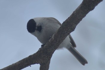 2022年3月20日(日) 北大研究林(北海道大学苫小牧研究林)の野鳥観察記録