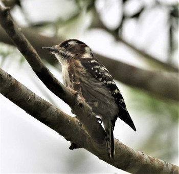 Japanese Pygmy Woodpecker(nigrescens) Hijiotaki Sun, 3/20/2022