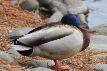 マガモ 北大研究林(北海道大学苫小牧研究林) 2022年3月20日(日)