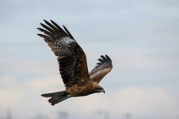 Black Kite 遠賀川河口 Sun, 3/20/2022