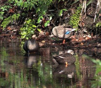 Eastern Spot-billed Duck 矢川緑地保全地域 Sun, 3/20/2022