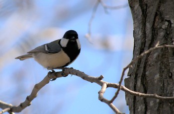 Sun, 3/20/2022 Birding report at 矢川緑地保全地域