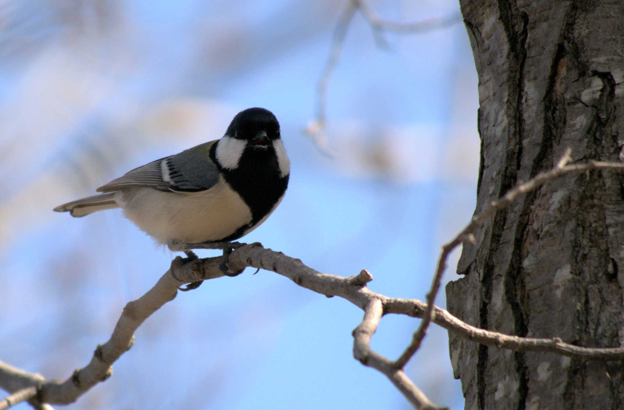 Photo of Japanese Tit at 矢川緑地保全地域 by イエティ