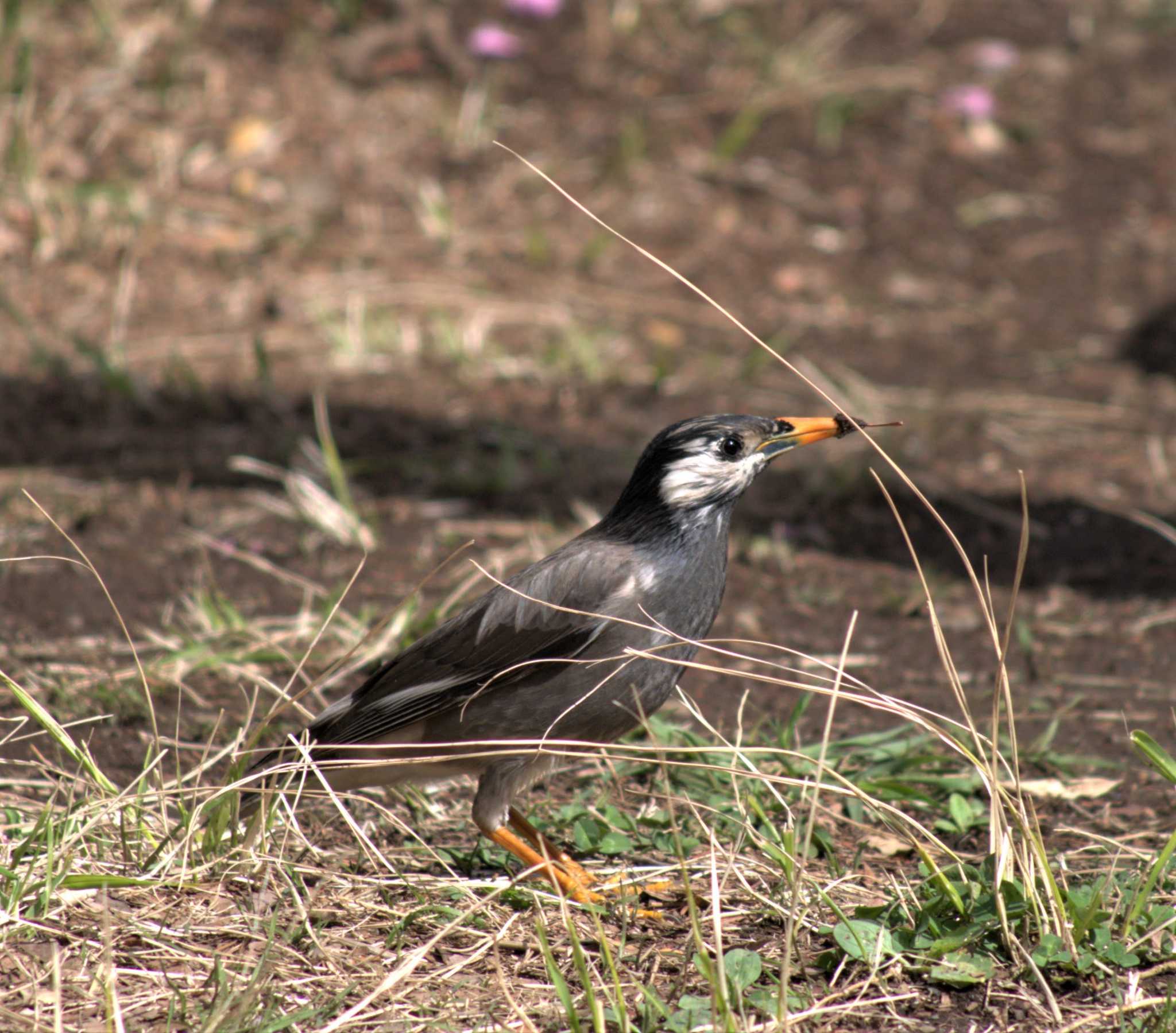 White-cheeked Starling