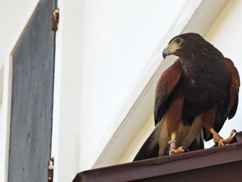 Harris's Hawk 豊橋市駒屋 Sun, 3/20/2022