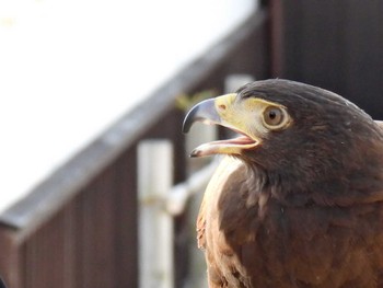 Harris's Hawk 豊橋市駒屋 Sun, 3/20/2022