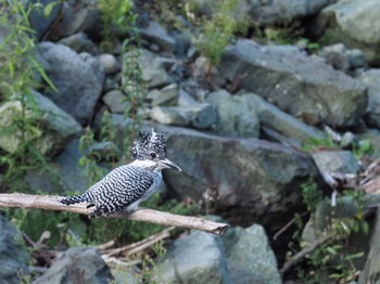 Crested Kingfisher Unknown Spots Tue, 10/10/2017