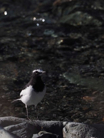 Japanese Wagtail Unknown Spots Tue, 10/10/2017