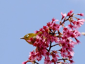 メジロ 東山植物園 2022年3月20日(日)