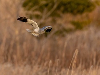 Hen Harrier 山口県立きらら浜自然観察公園 Sat, 3/5/2022