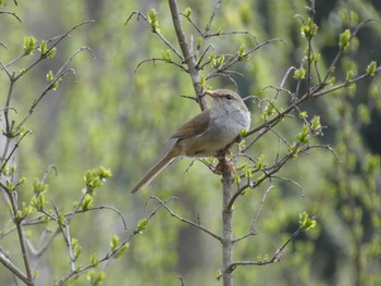 2022年3月20日(日) 舞岡公園の野鳥観察記録