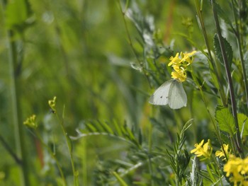 Unknown Species 淀川河川公園 Sun, 3/20/2022