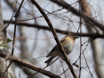 Brambling 淀川河川公園 Sun, 3/20/2022