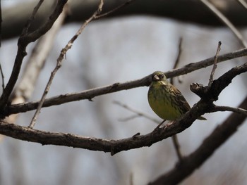 Masked Bunting 淀川河川公園 Sun, 3/20/2022