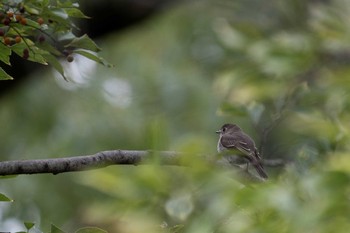 Dark-sided Flycatcher 名古屋市 Fri, 10/20/2017