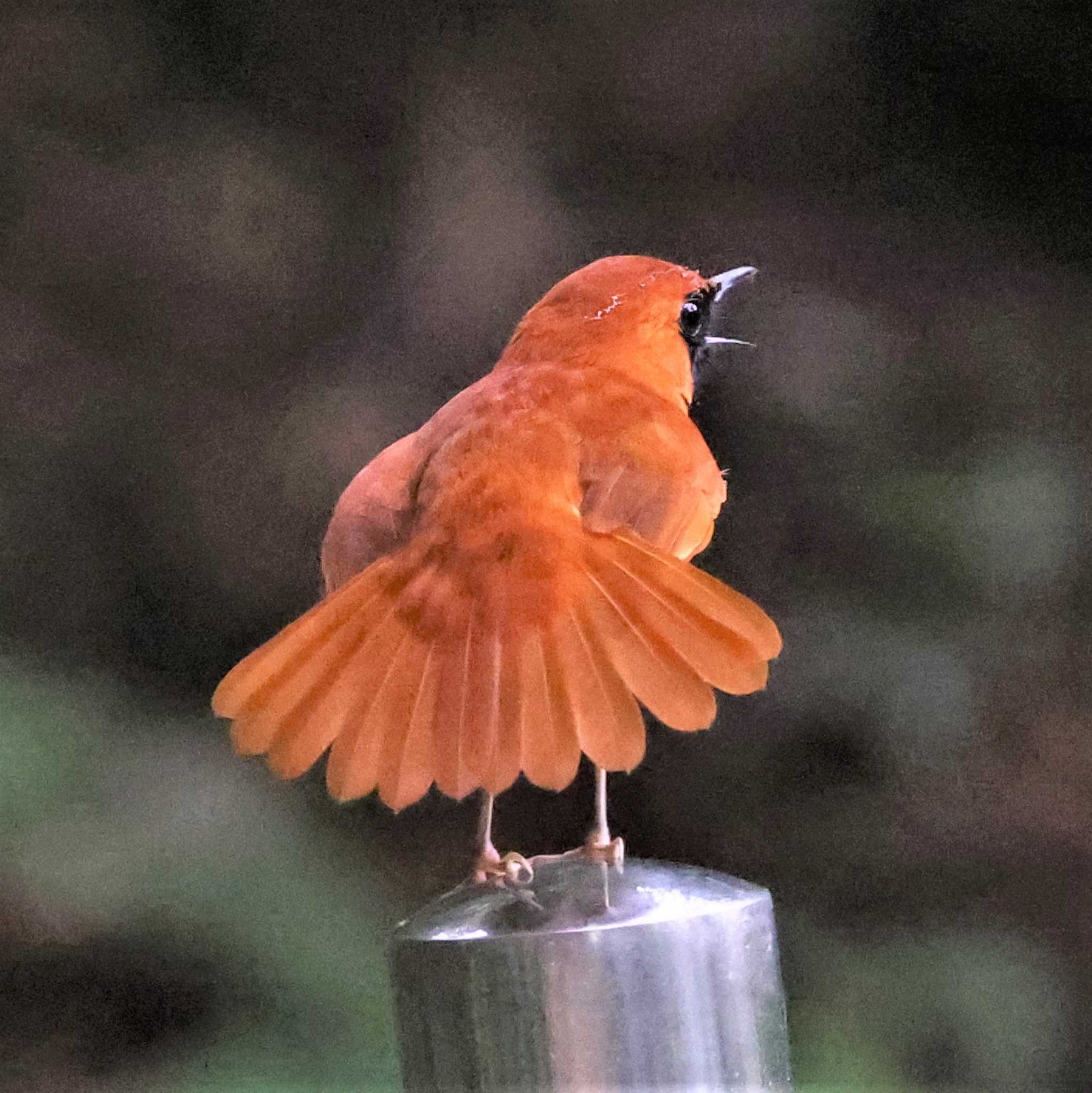 ホントウアカヒゲ by Hokkaido.univ