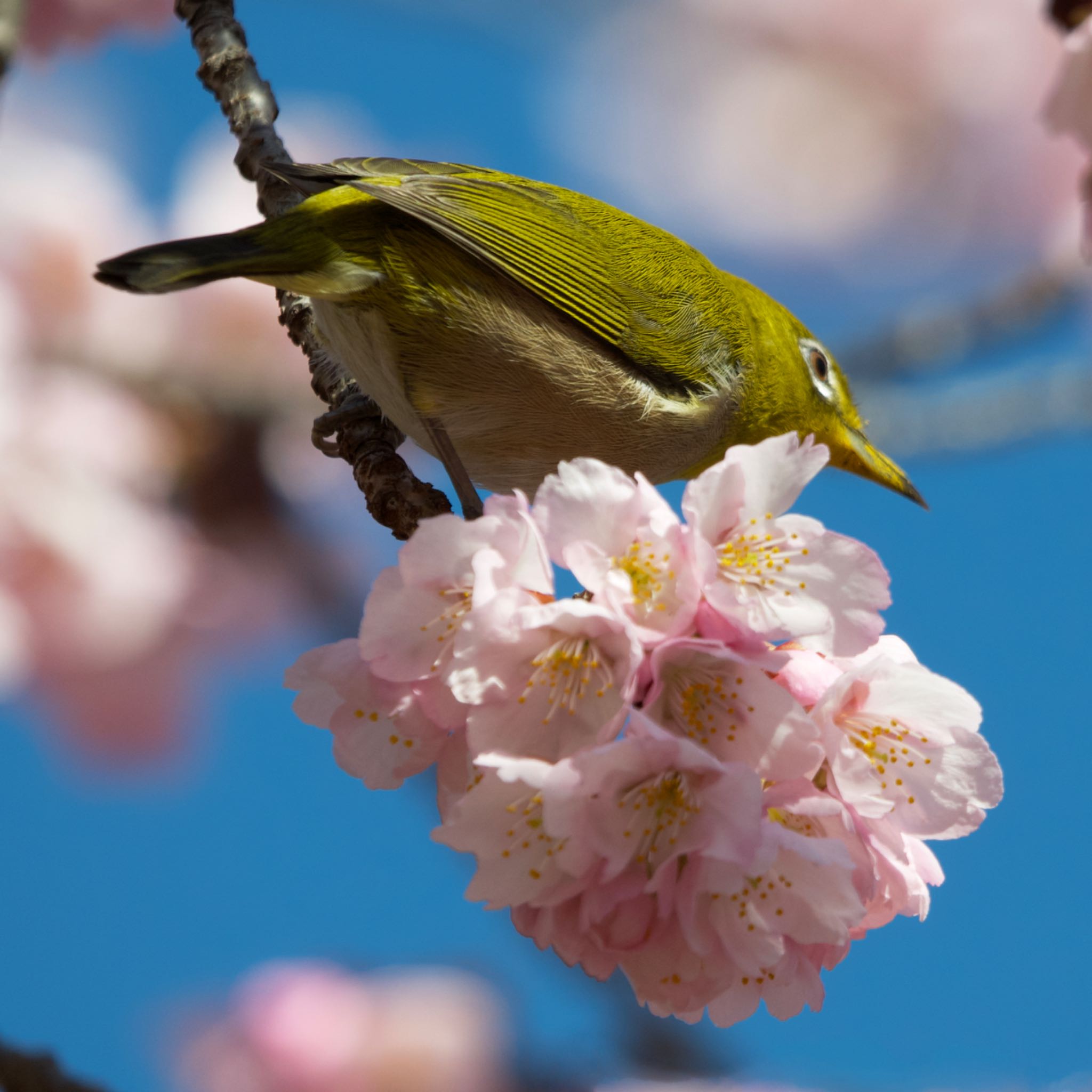 日比谷公園 メジロの写真 by アポちん