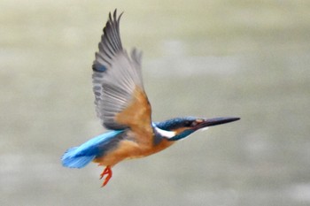 Common Kingfisher 練馬区 Sun, 3/20/2022