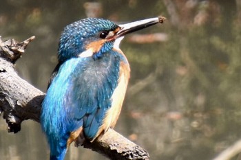 Common Kingfisher 練馬区 Sun, 3/20/2022