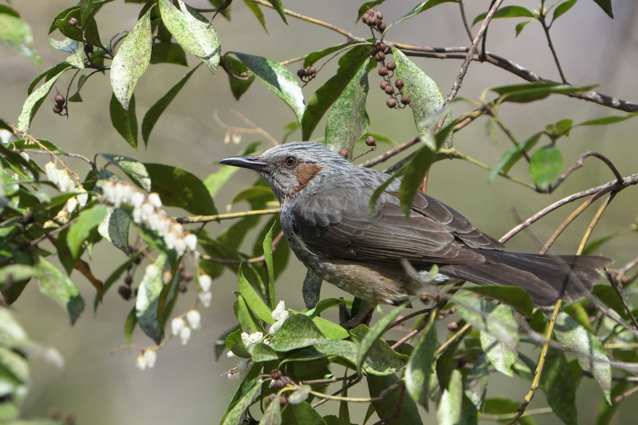 Brown-eared Bulbul