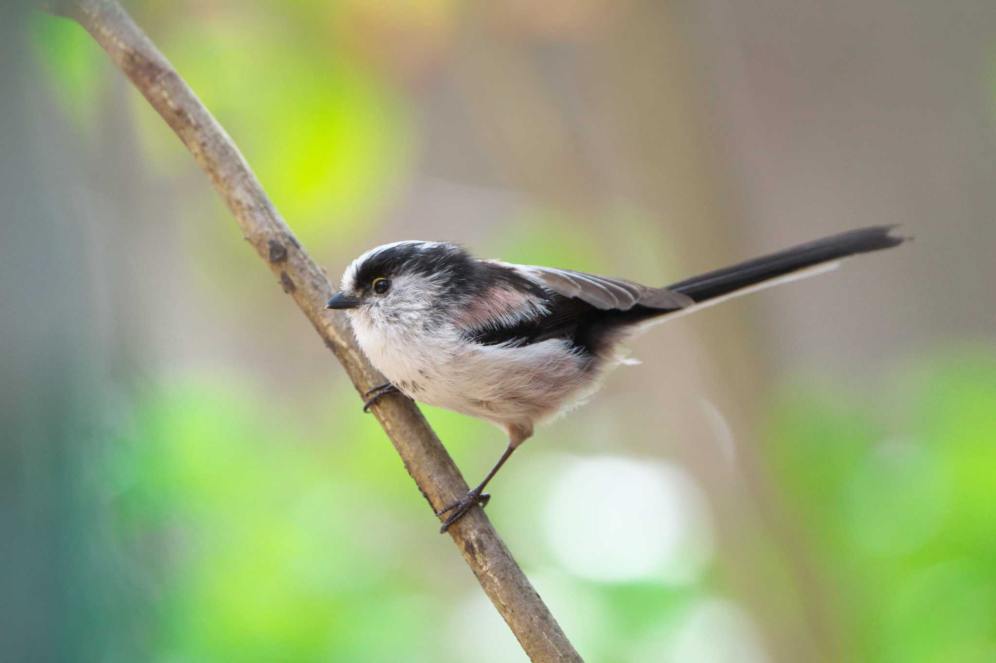 Long-tailed Tit