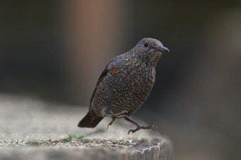 Blue Rock Thrush 帷子川 Sun, 3/20/2022