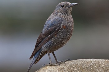 Blue Rock Thrush 帷子川 Sun, 3/20/2022