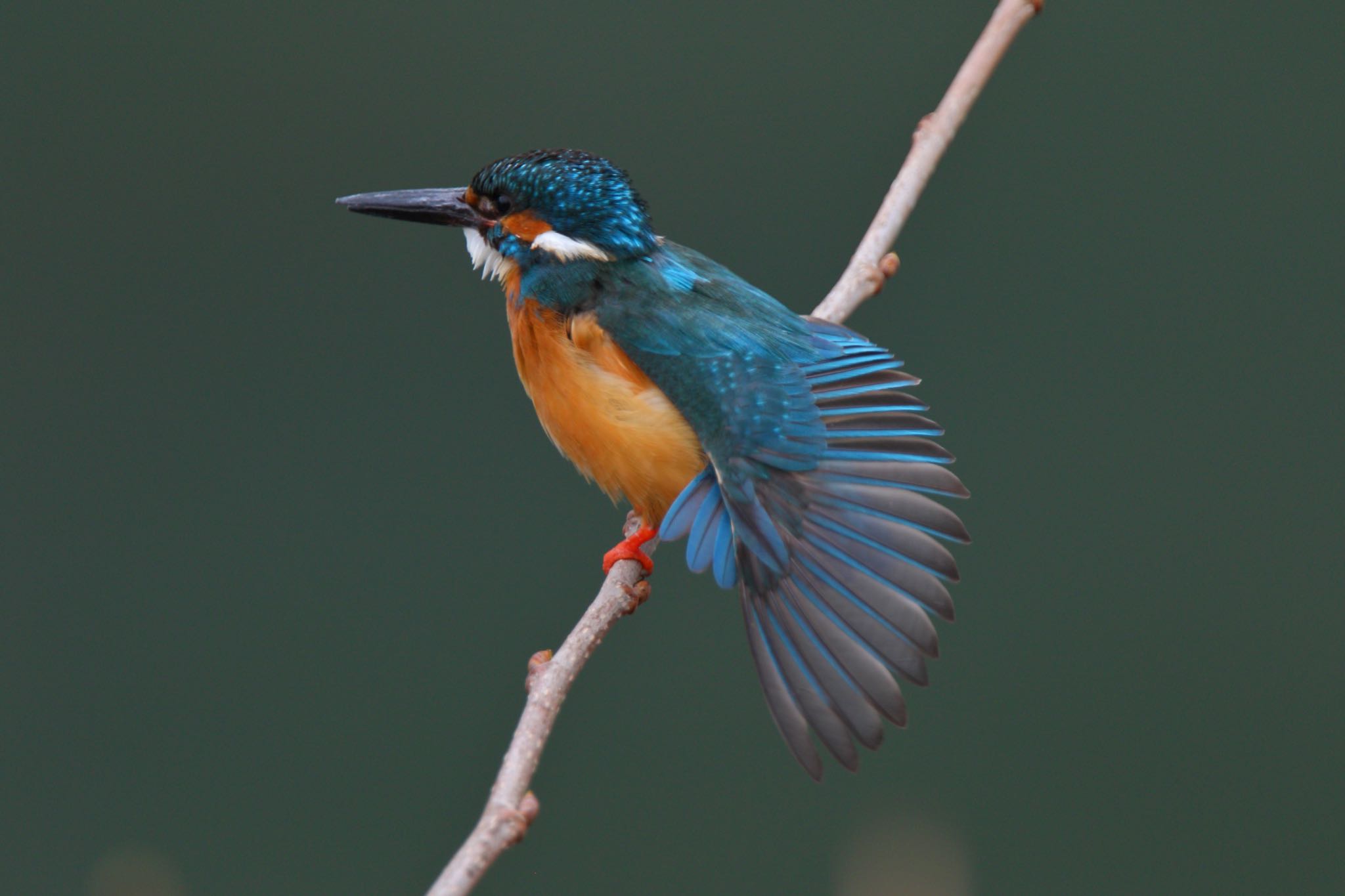 Photo of Common Kingfisher at 帷子川 by こぐまごろう