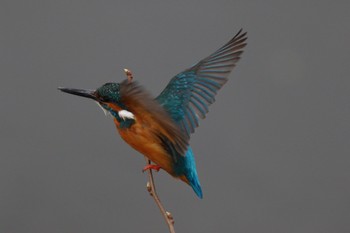 Common Kingfisher 帷子川 Sun, 3/20/2022