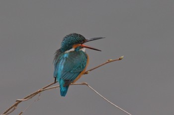 Common Kingfisher 帷子川 Sun, 3/20/2022