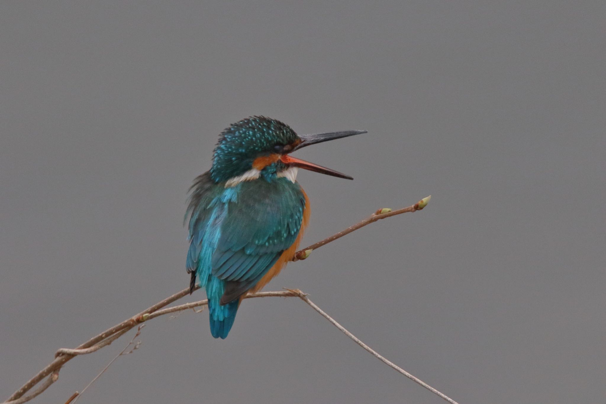 Photo of Common Kingfisher at 帷子川 by こぐまごろう