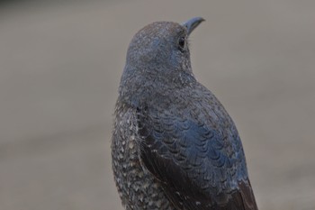 Blue Rock Thrush 帷子川 Sun, 3/20/2022