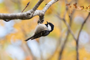 Coal Tit Unknown Spots Sat, 9/16/2017