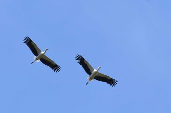 Sun, 3/20/2022 Birding report at 河北潟